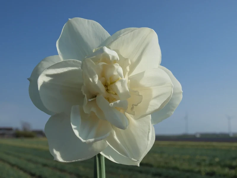 Bulbes de fleurs Non-Traité Narcissus Androcles calibre sp14/16 (2025500) pour particuliers