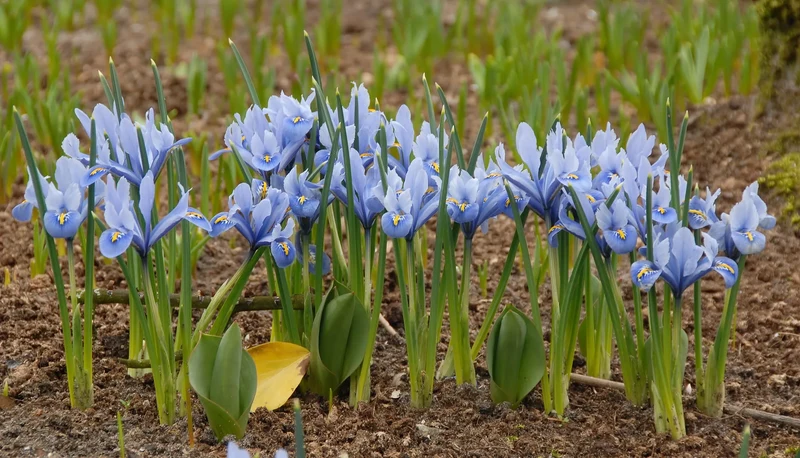 Bulbes de fleurs Non-Traité Iris reticulata Alida® calibre 6/+ (3753000) pour particuliers
