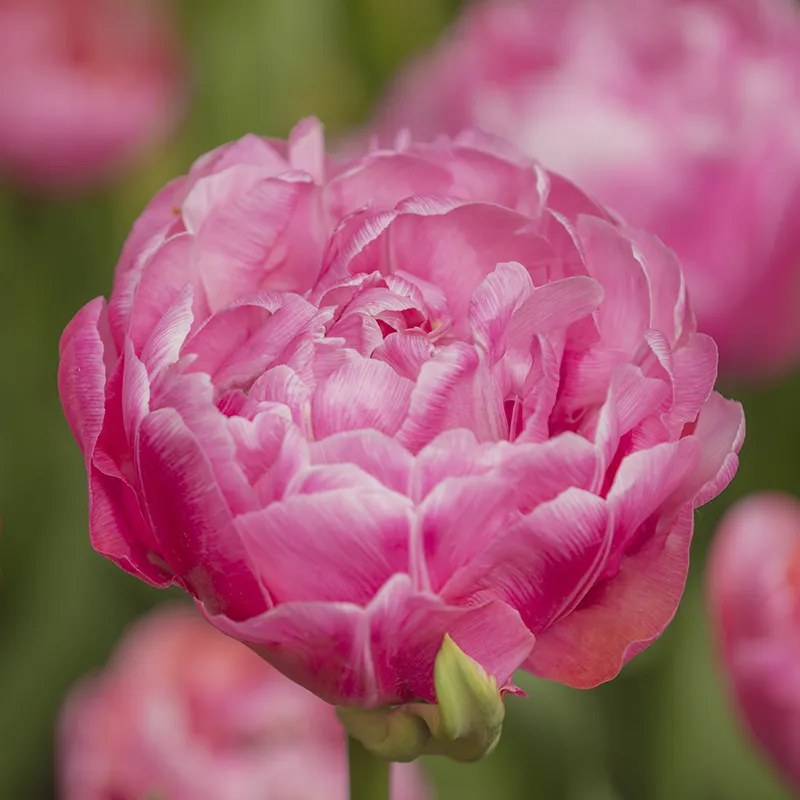 Bulbes de fleurs Non-Traité Tulipe Amazing Grace® calibre 12/+ (1000500) pour particuliers