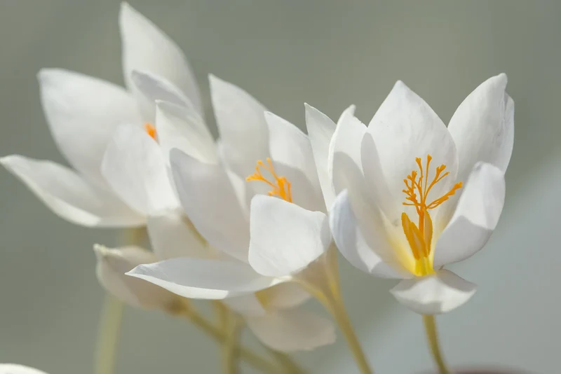 Bulbes de fleurs Non-Traité Crocus speciosus Albus calibre 5/7 (2502300) pour particuliers