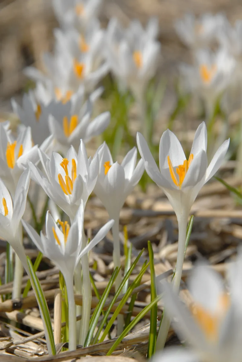 Bulbes de fleurs Non-Traité Crocus tommasinianus Albus calibre 5/+ (2501200) pour particuliers