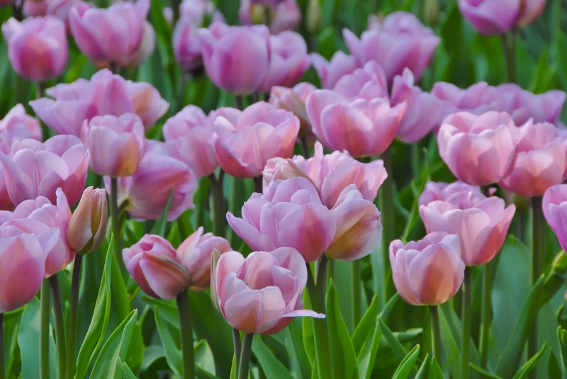 Bulbes de fleurs Non-Traité Tulipe Alibi® calibre 12/+ (1048300) pour particuliers