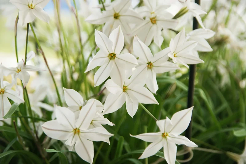 Bulbes de fleurs Non-Traité Ipheion Alberto Castillo calibre 5/+ (3742000) pour particuliers