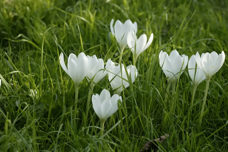 Bulbes de fleurs Non-Traité Colchicum autumnale Album calibre 13/+ (3500500) pour particuliers