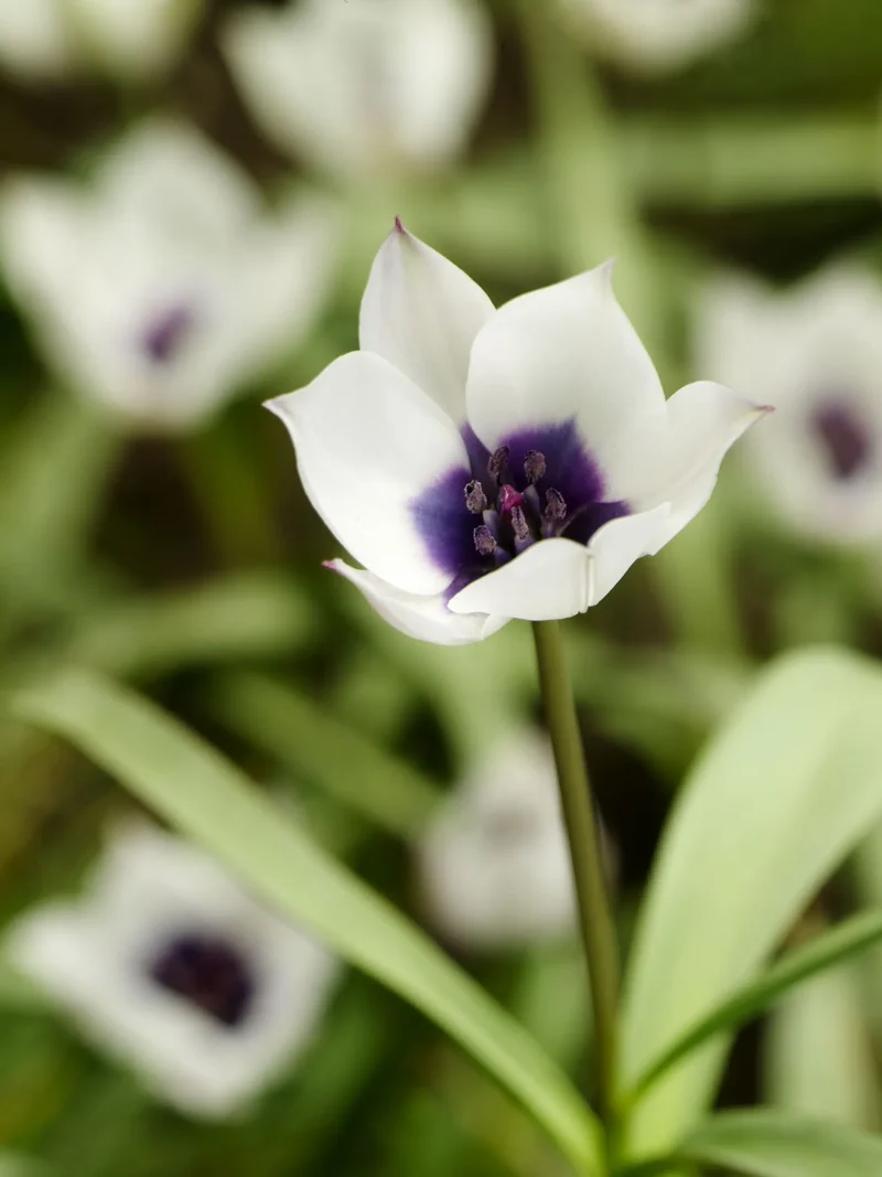 Bulbes de fleurs Non-Traité Tulipe hum.var. pul. Alba Coerulea Oculata calibre 5/+ (1008300) pour particuliers