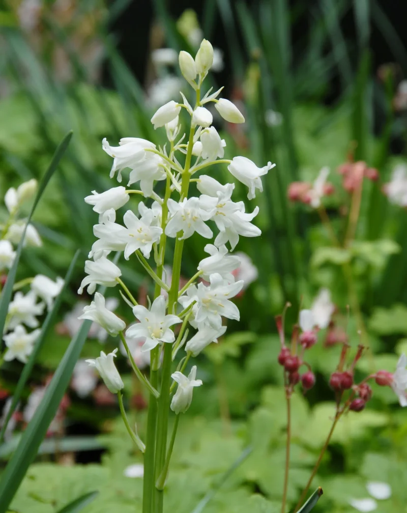 Bulbes de fleurs Non-Traité Hyacinthoides hisp. Alba Maxima calibre 8/10 (3731500) pour particuliers