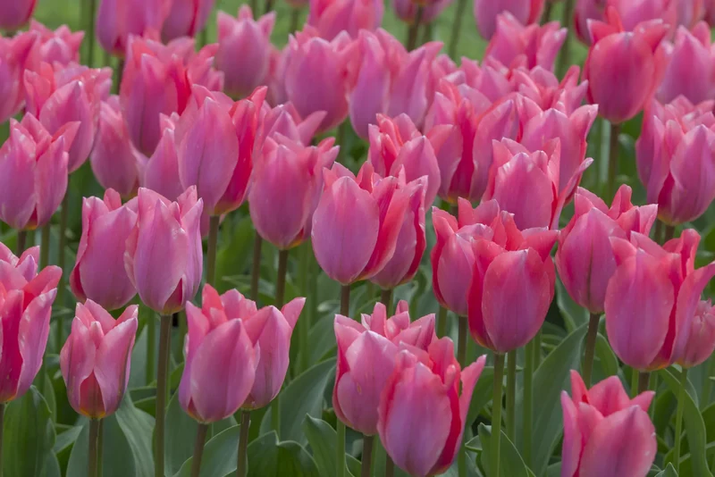 Bulbes de fleurs Non-Traité Tulipe Albert Heijn® calibre 12/+ (1036900) pour particuliers
