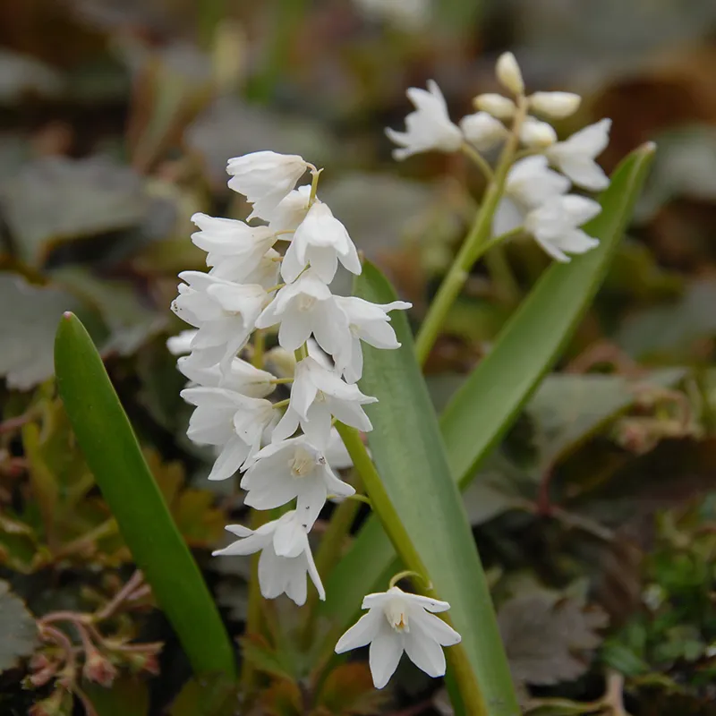Bulbes de fleurs Non-Traité Puschkinia var. libanotica Alba calibre 5/6 (3811000) pour particuliers