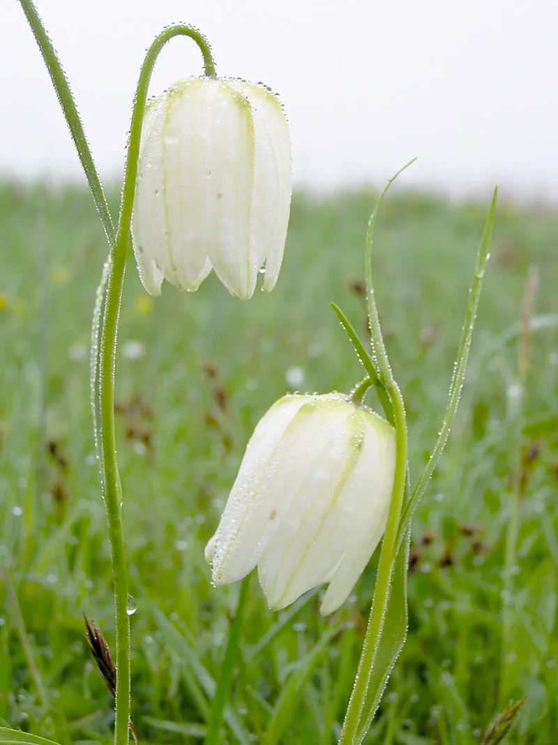 Bulbes de fleurs Non-Traité Fritillaria meleagris Alba calibre 6/7 (3602100) pour particuliers