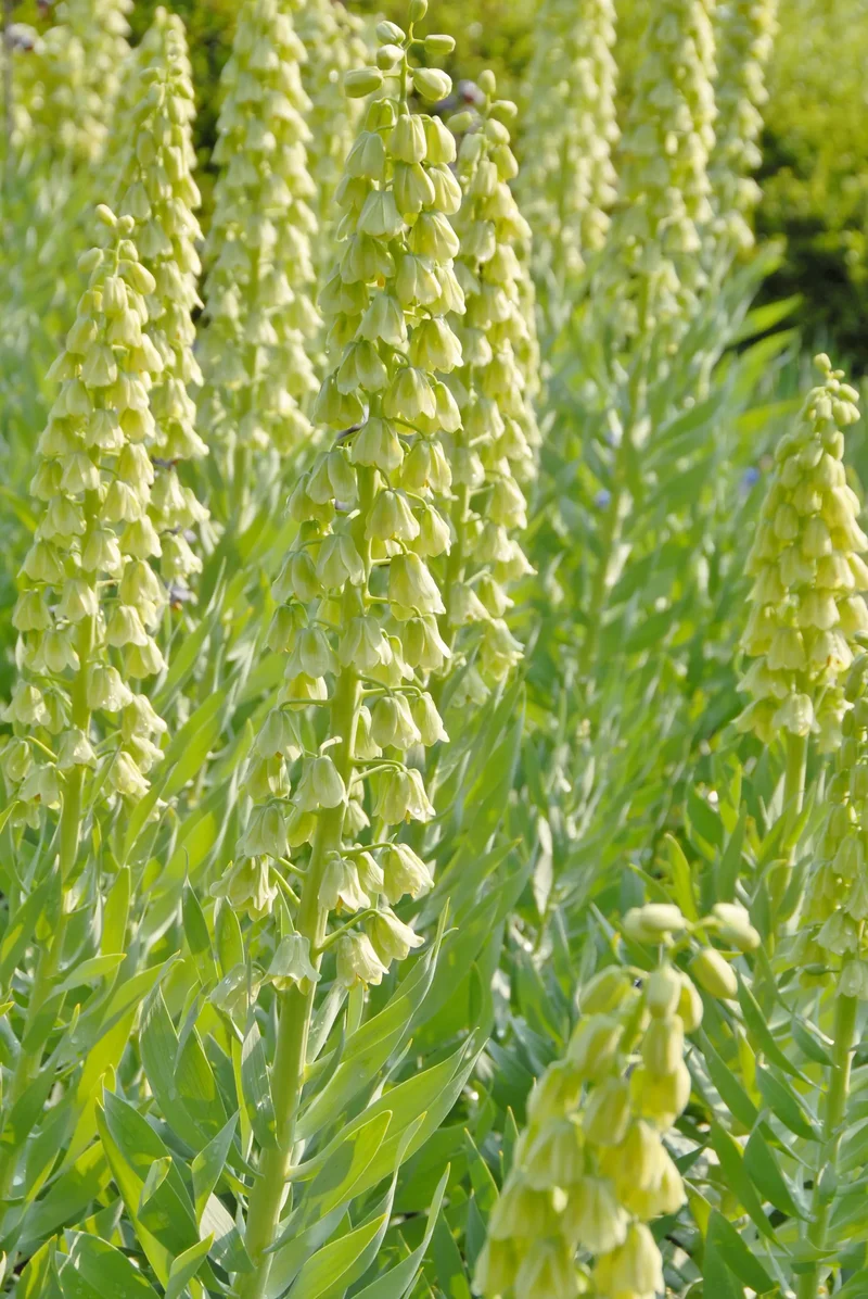 Bulbes de fleurs Non-Traité Fritillaria persica Alba calibre 20/+ (3604010) pour particuliers