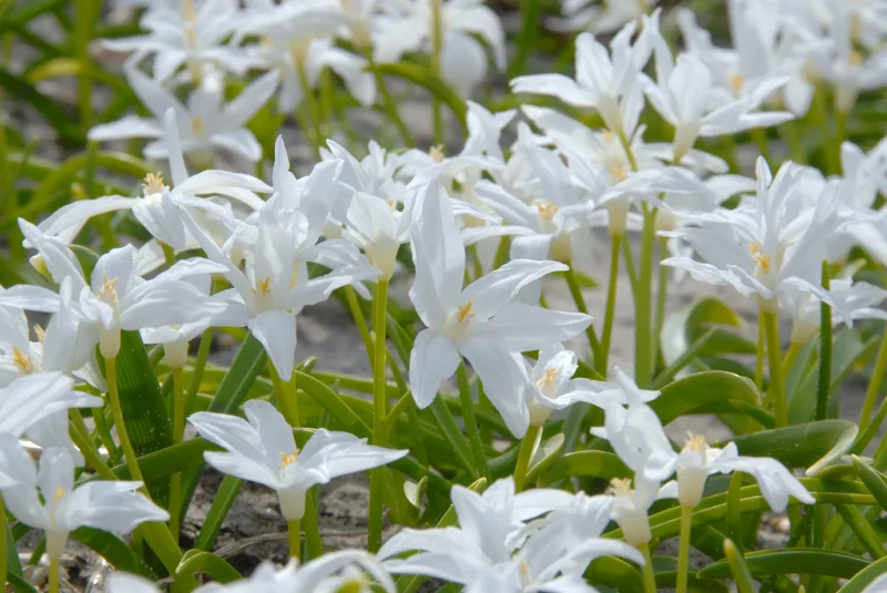 Bulbes de fleurs Non-Traité Chionodoxa luciliae Alba calibre 5/6 (3402500) pour particuliers