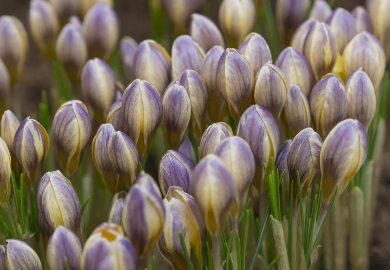 Bulbes de fleurs Non-Traité Crocus chrysanthus Advance calibre 5/+ (2504800) pour particuliers