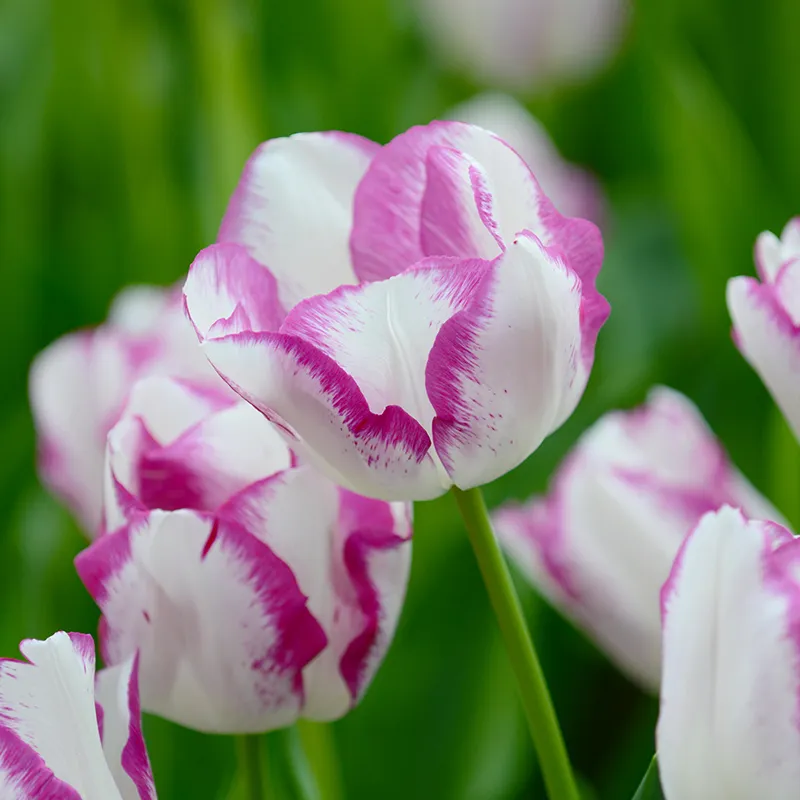Bulbes de fleurs Non-Traité Tulipe Affaire® calibre 12/+ (1000300) pour particuliers