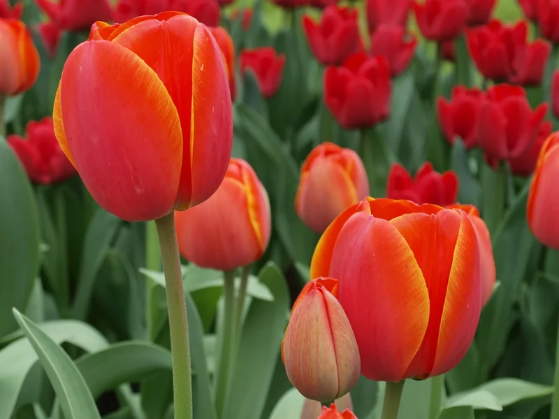 Bulbes de fleurs Non-Traité Tulipe Ad Rem calibre 12/+ (1000200) pour particuliers