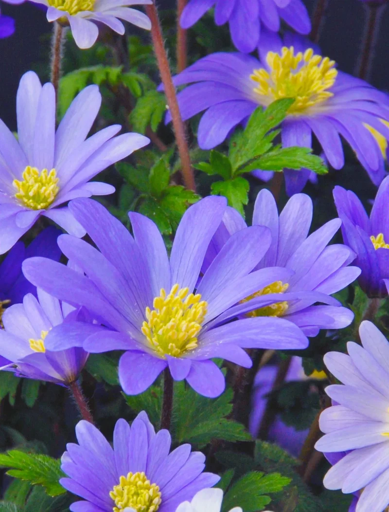 Bulbes de fleurs Non-Traité Anemone blanda (Blue Shades) calibre 5/6 (5000100) pour particuliers