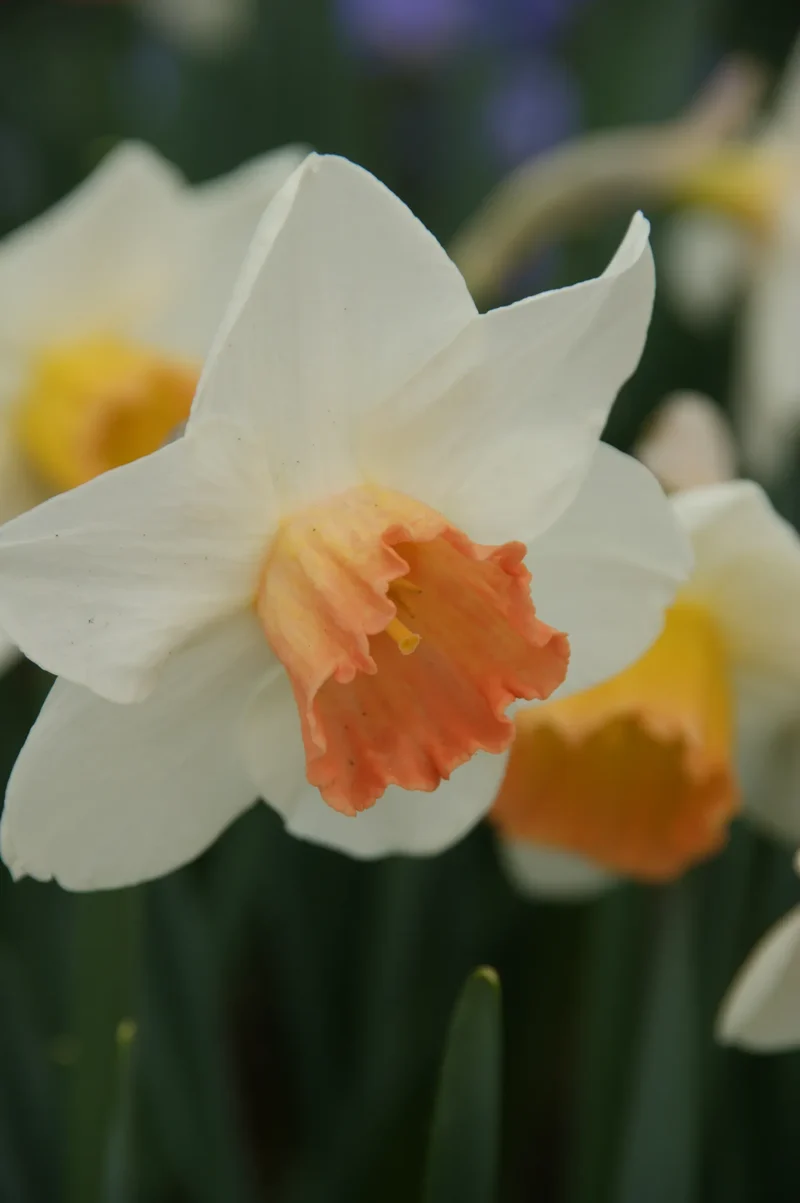 Bulbes de fleurs Non-Traité Narcissus Accent calibre sp14/16 (2026100) pour particuliers