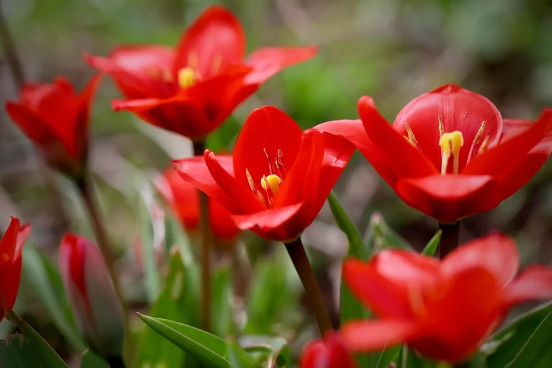 Bulbes de fleurs Non-Traité Tulipe whittallii calibre z6/+ (1027100) pour particuliers