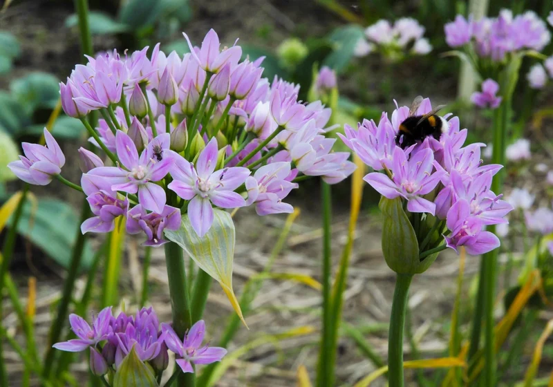 Bulbes de fleurs Non-Traité Allium unifolium calibre 4/5 (3123000) pour particuliers
