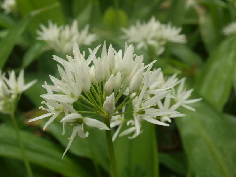 Bulbes de fleurs Non-Traité Allium ursinum calibre 1 (3112500) pour particuliers