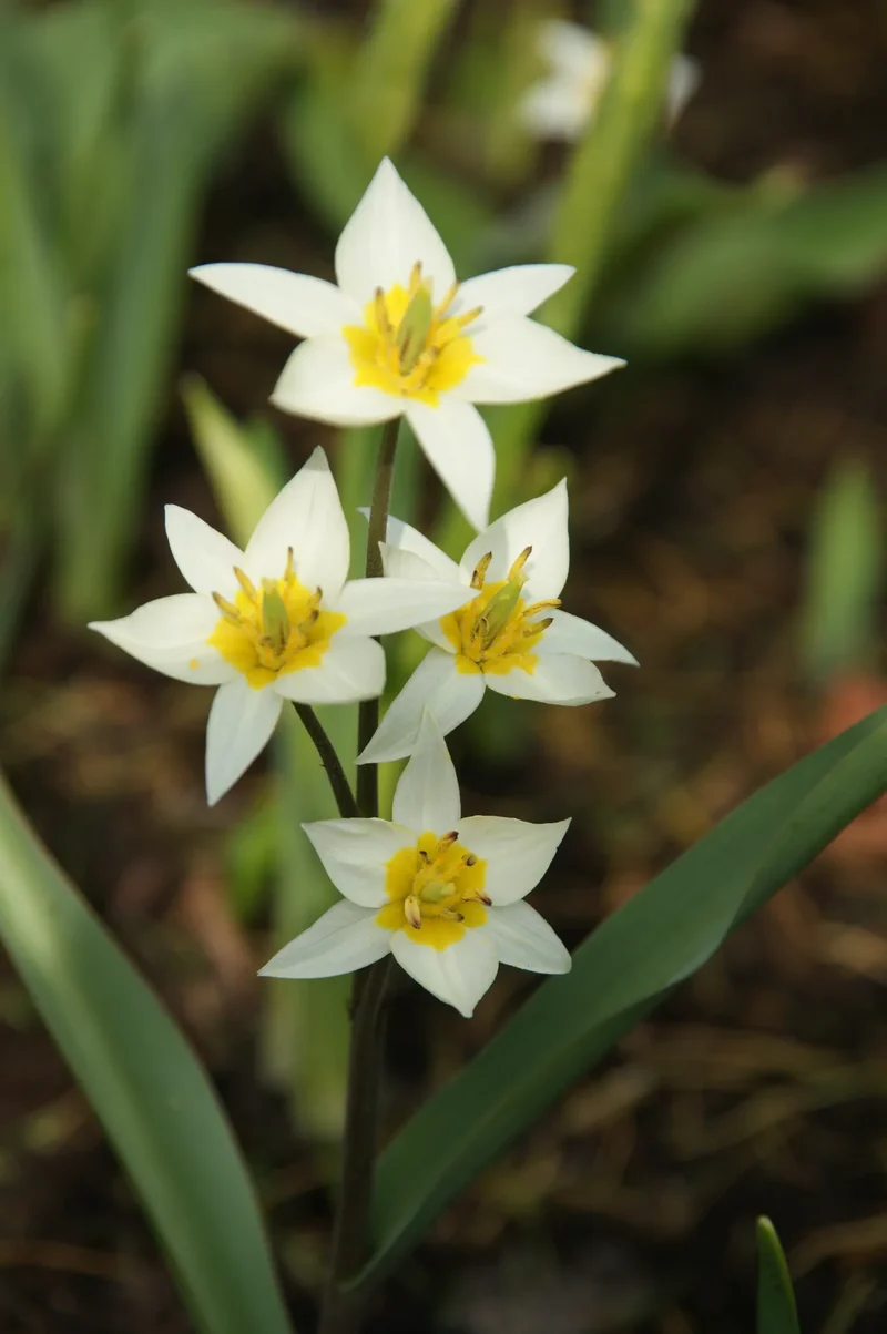 Bulbes de fleurs Non-Traité Tulipe turkestanica calibre 7/8 (1017000) pour particuliers