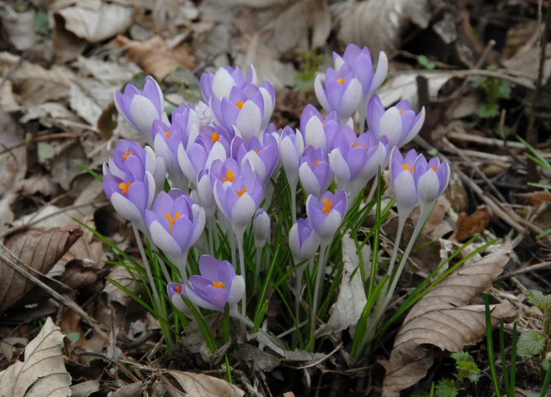 Bulbes de fleurs Non-Traité Crocus tommasinianus calibre 5/+ (2501100) pour particuliers