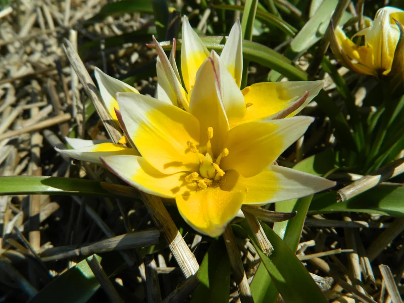 Bulbes de fleurs Non-Traité Tulipe tarda calibre 8/+ (1016400) pour particuliers