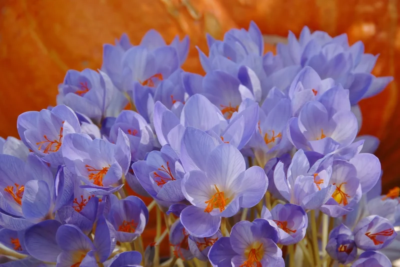 Bulbes de fleurs Non-Traité Crocus speciosus calibre 5/7 (2502200) pour particuliers