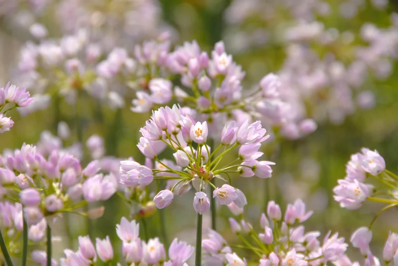 Bulbes de fleurs Non-Traité Allium roseum calibre 4/5 (3120000) pour particuliers
