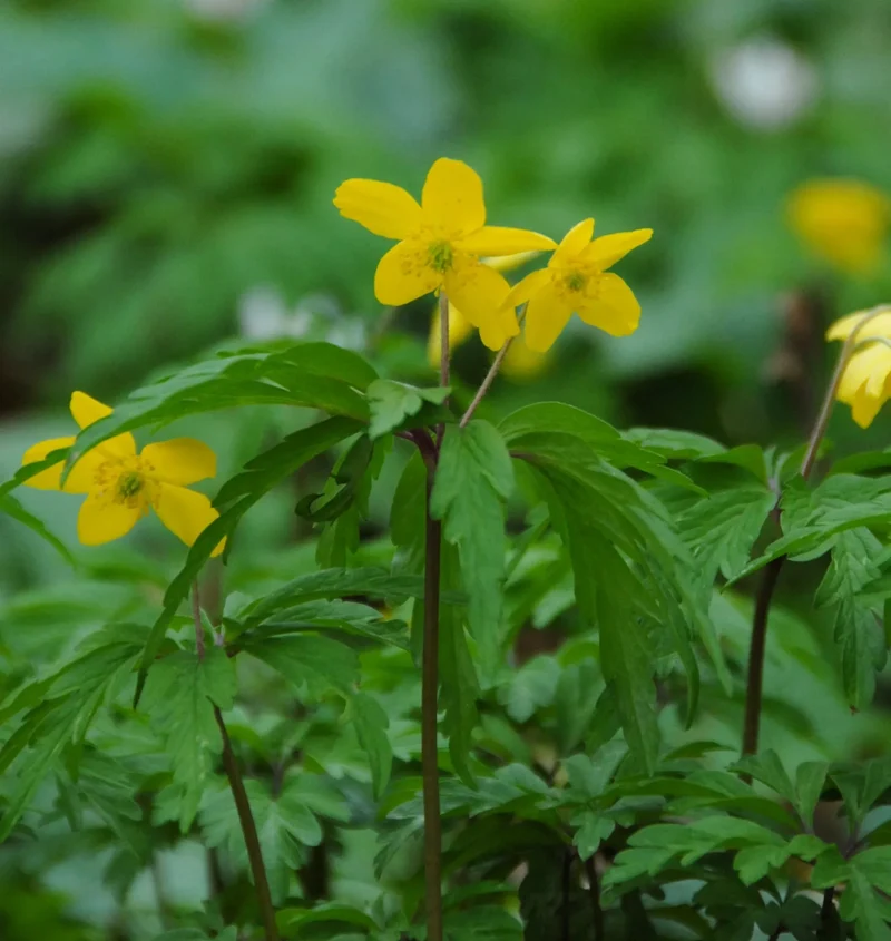 Bulbes de fleurs Non-Traité Anemone ranunculoides calibre 1 (5001800) pour particuliers