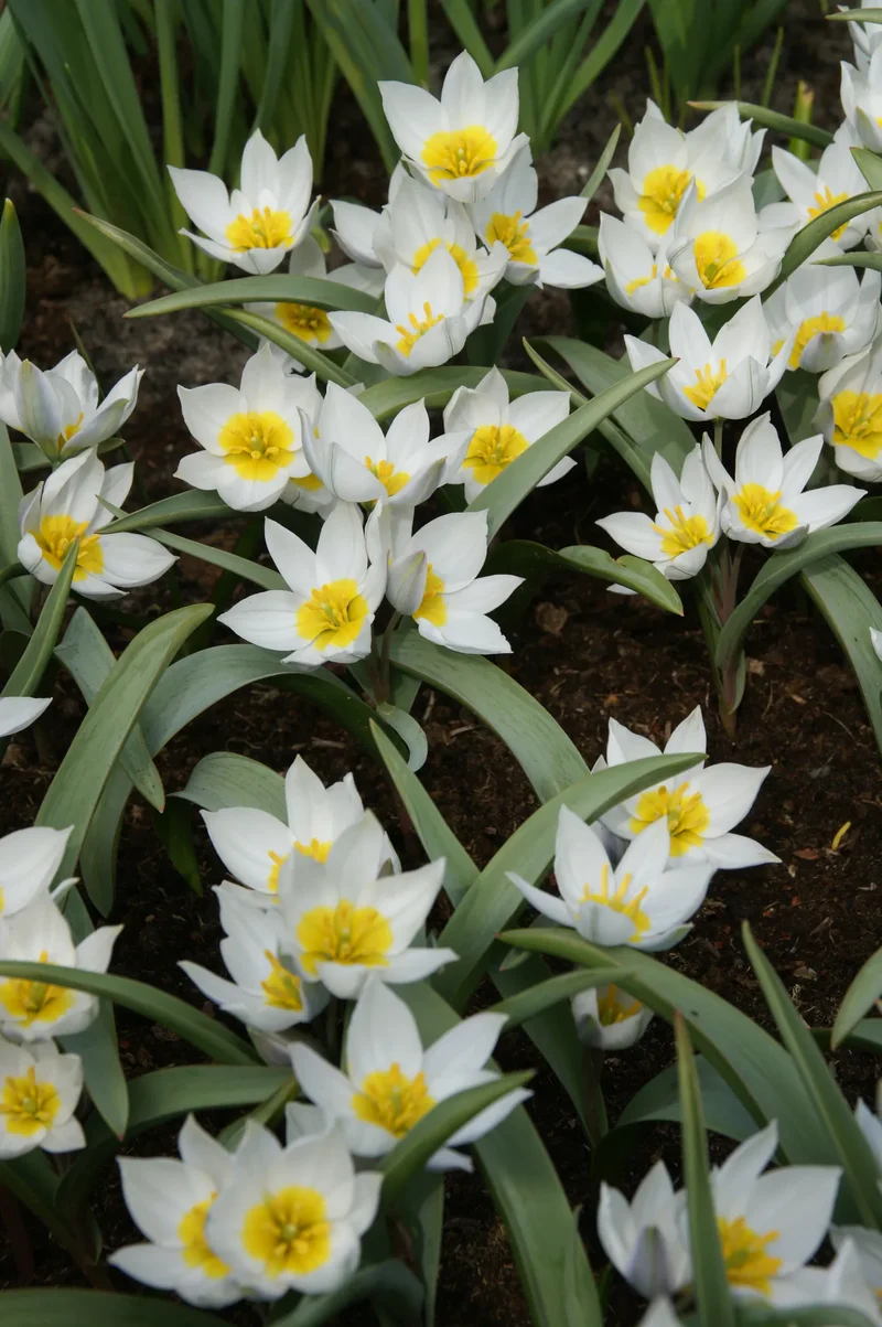 Bulbes de fleurs Non-Traité Tulipe polychroma calibre 5/+ (1012500) pour particuliers