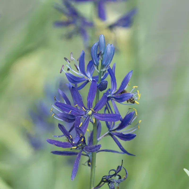 Bulbes de fleurs Non-Traité Camassia quamash calibre 6/+ (3302500) pour particuliers