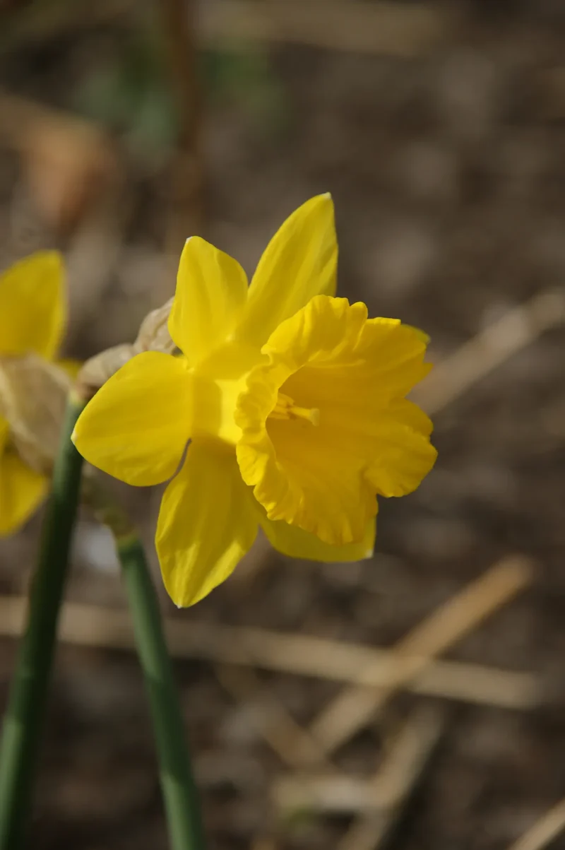 Bulbes de fleurs Non-Traité Narcissus obvallaris calibre z10/+ (2003400) pour particuliers
