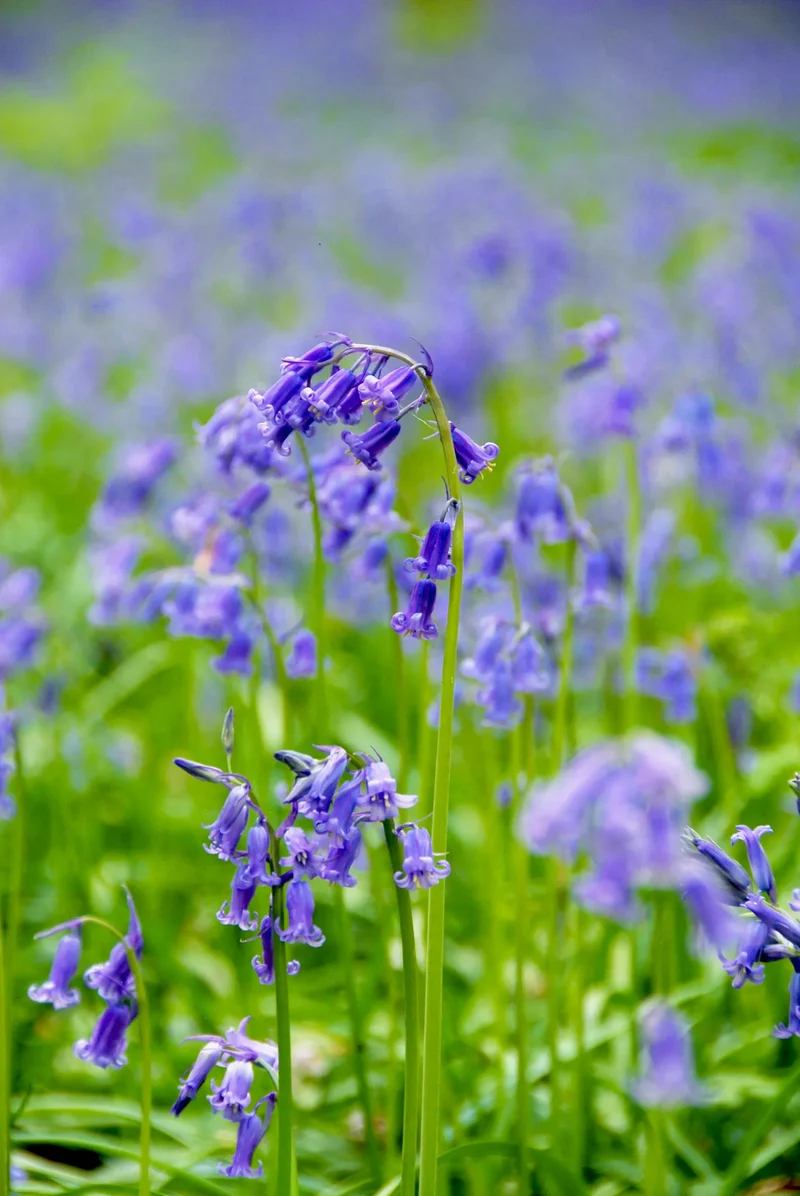 Bulbes de fleurs Non-Traité Hyacinthoides non-scripta calibre 7/8 (3732000) pour particuliers