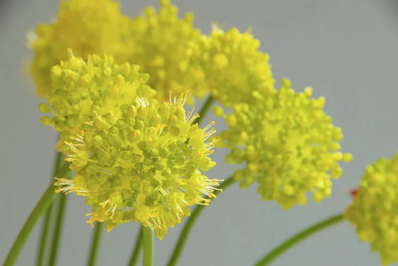 Bulbes de fleurs Non-Traité Allium obliquum calibre 1 (3121500) pour particuliers