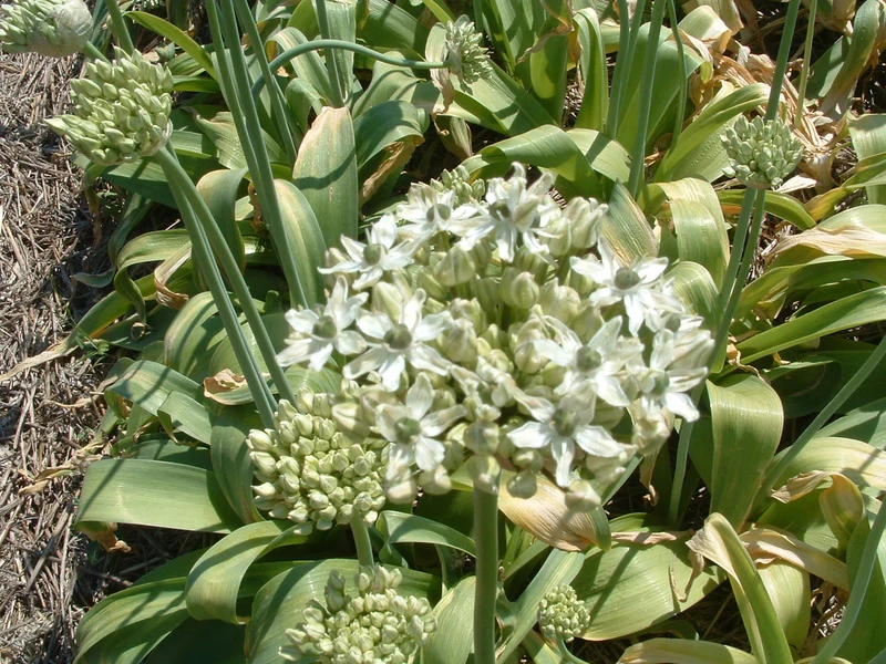 Bulbes de fleurs Non-Traité Allium nigrum calibre 12/+ (3108000) pour particuliers