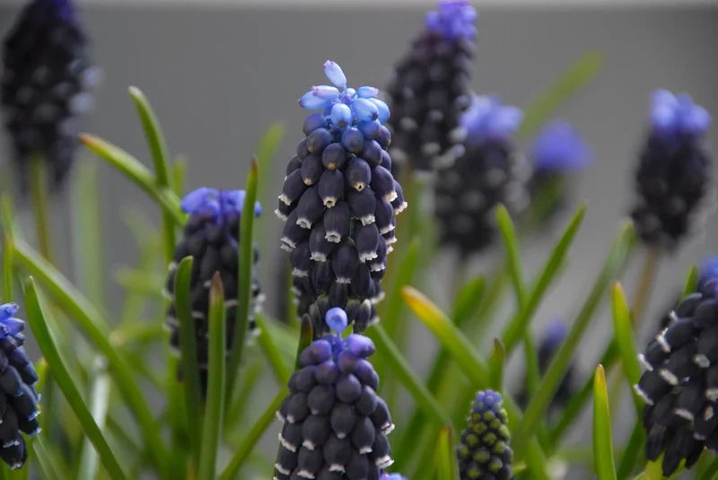 Bulbes de fleurs Non-Traité Muscari neglectum calibre 5/7 (3809500) pour particuliers