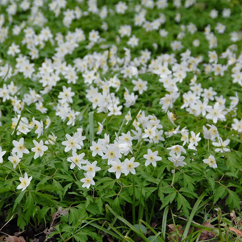 Bulbes de fleurs Non-Traité Anemone nemorosa calibre 1 (5001500) pour particuliers