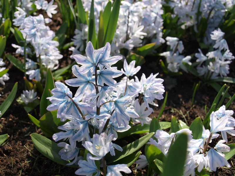 Bulbes de fleurs Non-Traité Scilla mischtschenkoana calibre 7/8 (3902000) pour particuliers