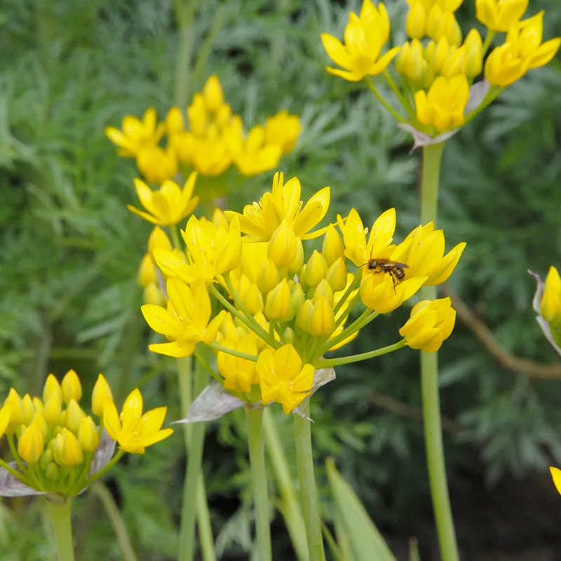 Bulbes de fleurs Non-Traité Allium moly calibre 5/+ (3106500) pour particuliers