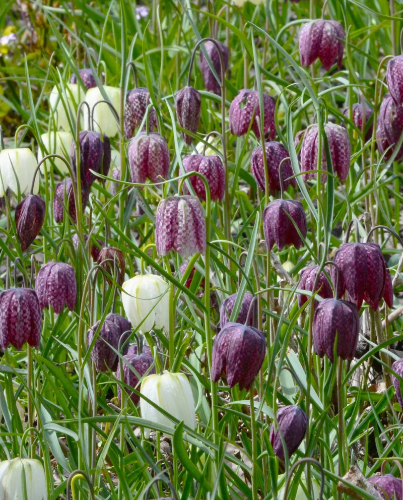 Bulbes de fleurs Non-Traité Fritillaria meleagris calibre 6/7 (3602000) pour particuliers
