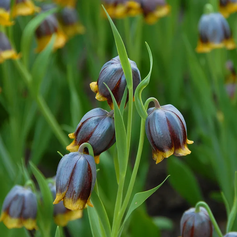 Bulbes de fleurs Non-Traité Fritillaria michailovskyi calibre 5/+ (3602500) pour particuliers
