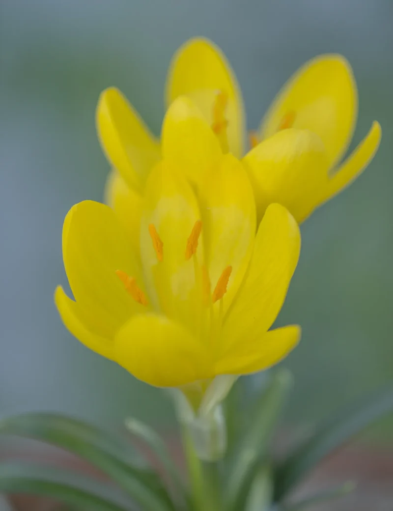 Bulbes de fleurs Non-Traité Sternbergia lutea calibre 10/12 (3890100) pour particuliers