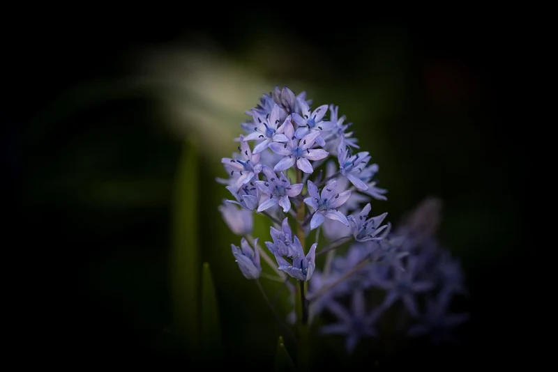 Bulbes de fleurs Non-Traité Scilla litardierei calibre 6/+ (3901500) pour particuliers
