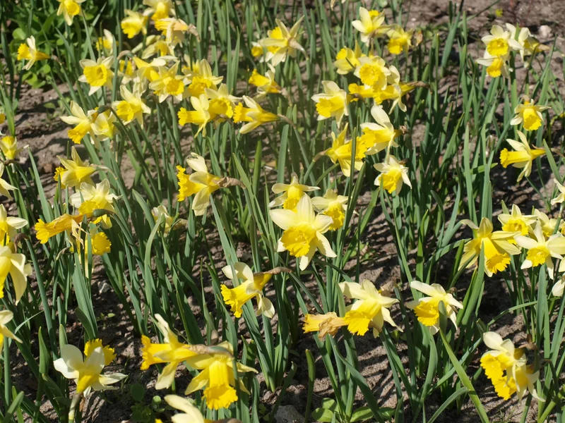 Bulbes de fleurs Non-Traité Narcissus lobularis calibre z6/+ (2002900) pour particuliers