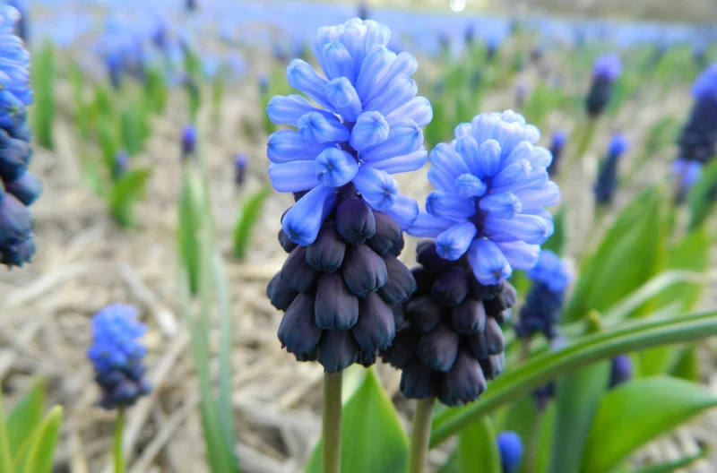 Bulbes de fleurs Non-Traité Muscari latifolium calibre 6/+ (3802000) pour particuliers
