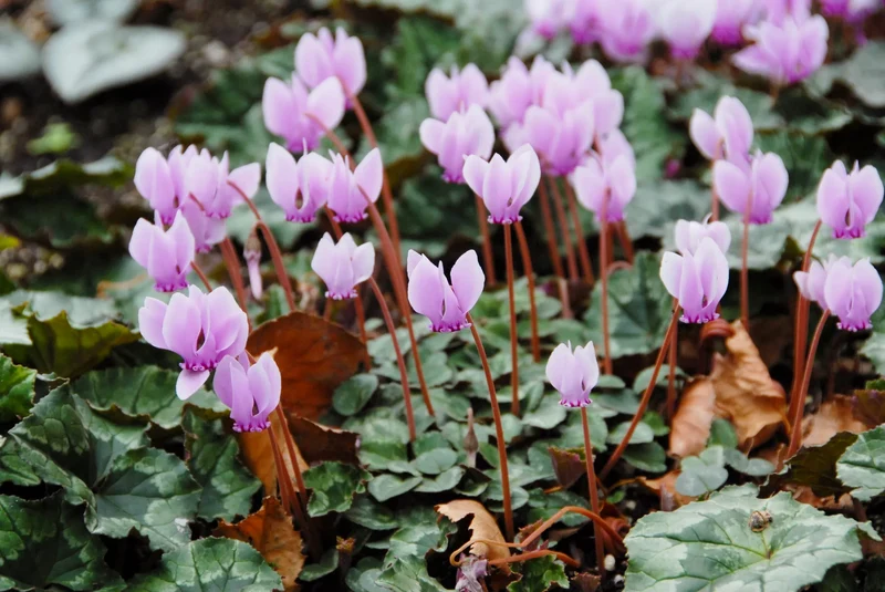 Bulbes de fleurs Non-Traité Cyclamen hederifolium calibre 20/25 (3230500) pour particuliers