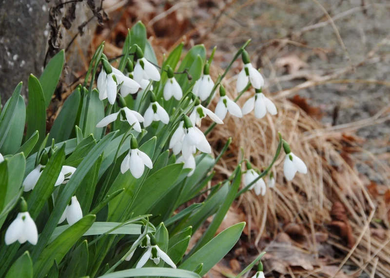Bulbes de fleurs Non-Traité Galanthus elwesii calibre 6/7 (3700500) pour particuliers