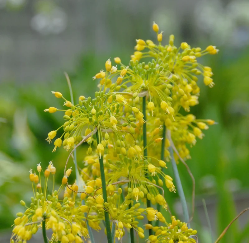 Bulbes de fleurs Non-Traité Allium flavum calibre 1 (3117000) pour particuliers