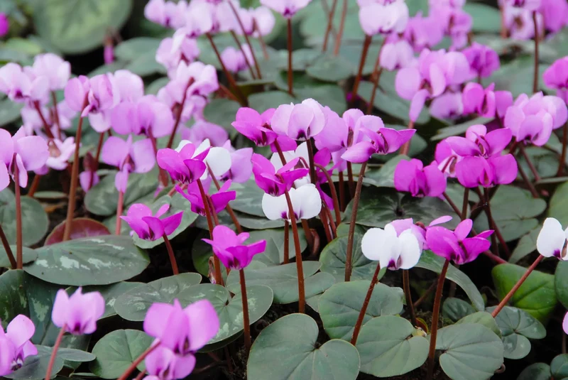 Bulbes de fleurs Non-Traité Cyclamen coum ssp. coum calibre 13/15 (3231000) pour particuliers