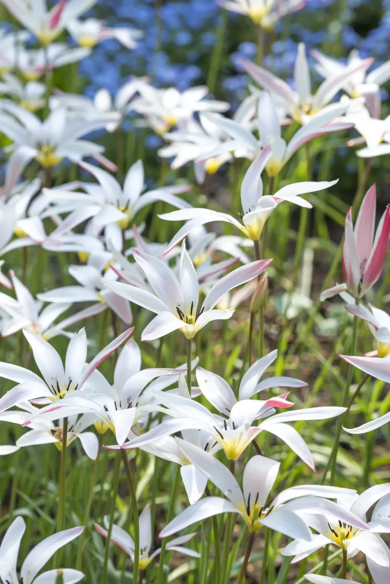 Bulbes de fleurs Non-Traité Tulipe clusiana var. stellata calibre 6/7 (1003900) pour particuliers